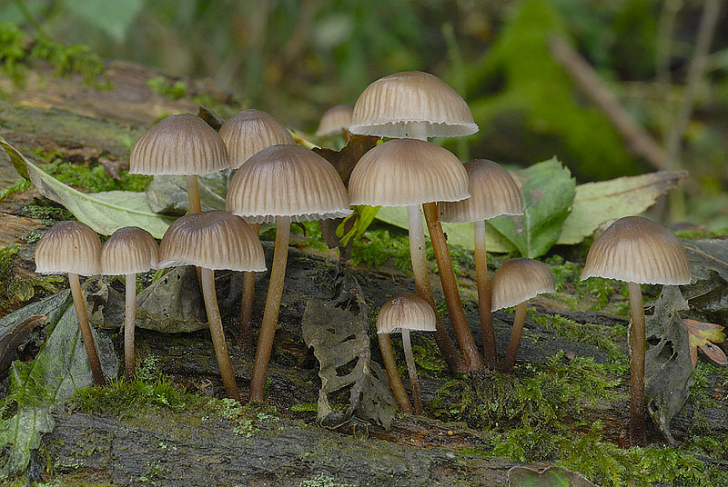 Mycena inclinata